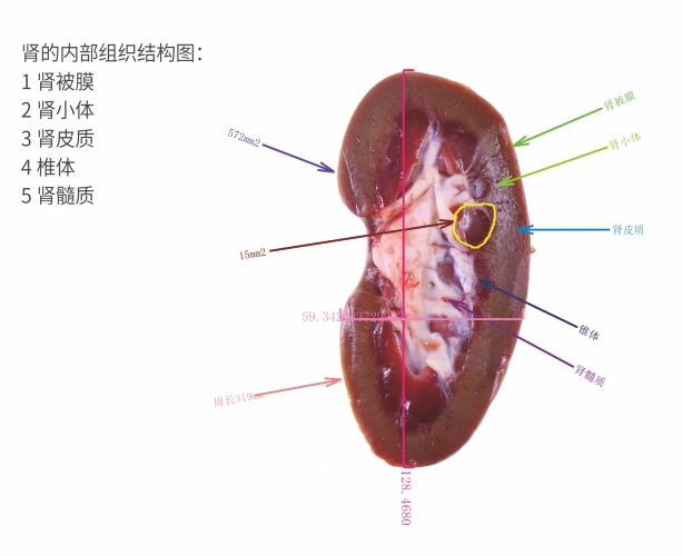 成像展示：测量标注