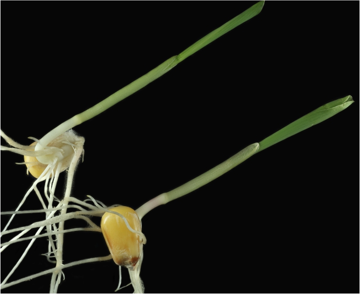 玉米胚芽