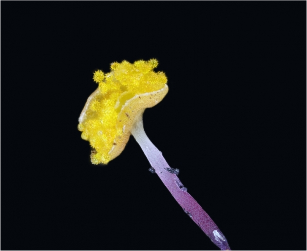 花蕊