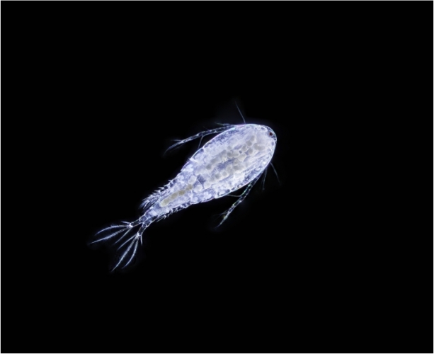 浮游生物