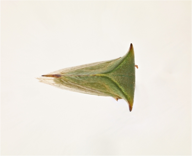 昆虫