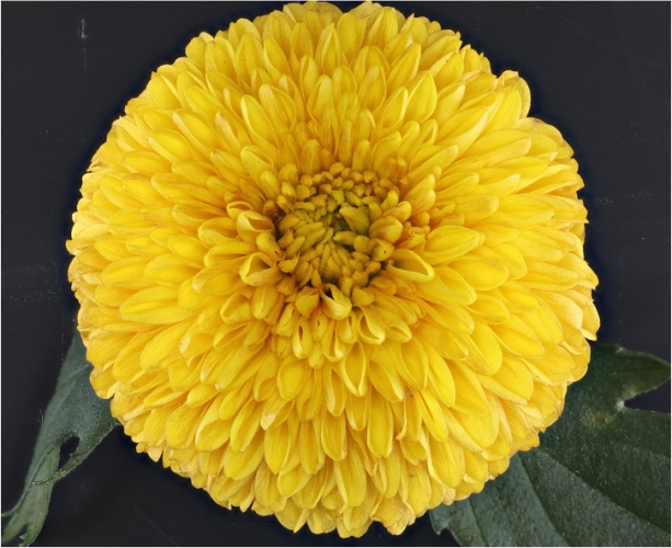 球菊