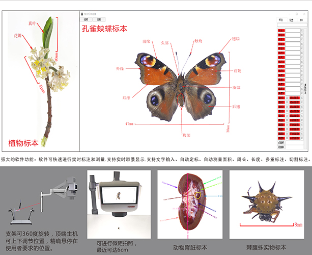 动植物昆虫标本成像系统